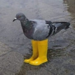 Pigeon In Yellow Boots-(-PIGEON-)-token-logo